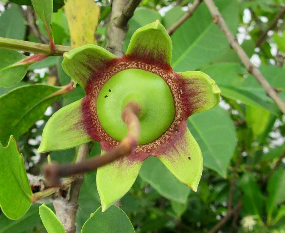 Sonneratia caseolaris